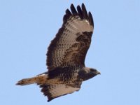 Maeusebussard (Buteo buteo) 25